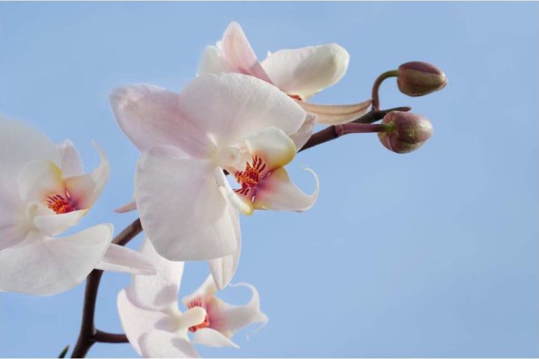 Come prendersi cura di un’Orchidea Phalaenopsis? 5 suggerimenti utili