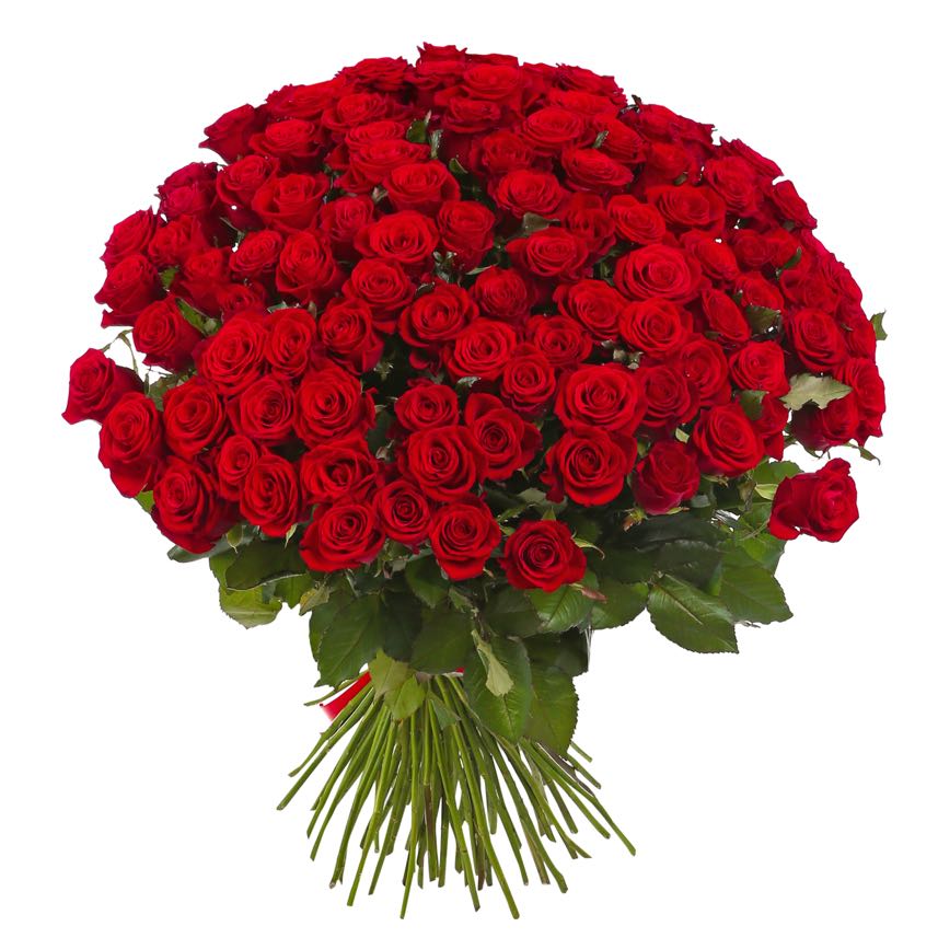mazzo di 100 rose rosse