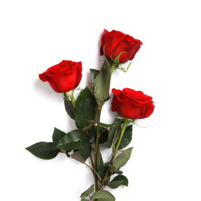 https://www.wineflowers.com/images/3-rose-rosse.jpg