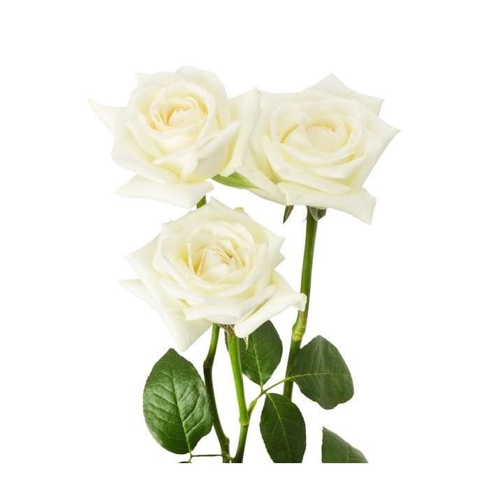 3 rosas blancas