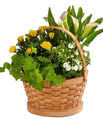 cheerful wishes blooming basket