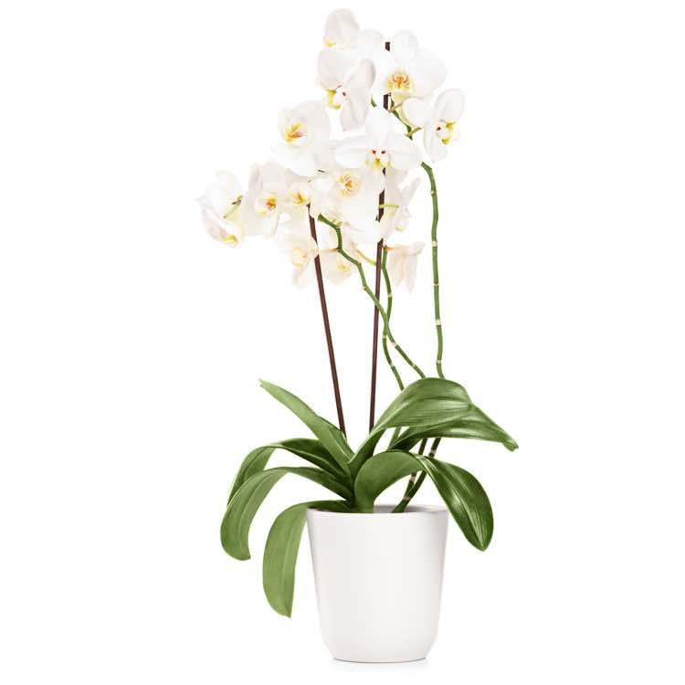 orquidea phalaenopsis blanca