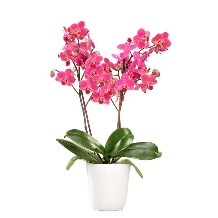 fucsia orchid phalaenopsis