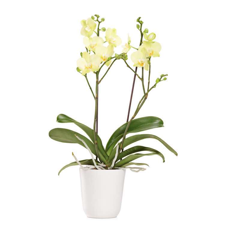 orquidea phalenopsis amarilla