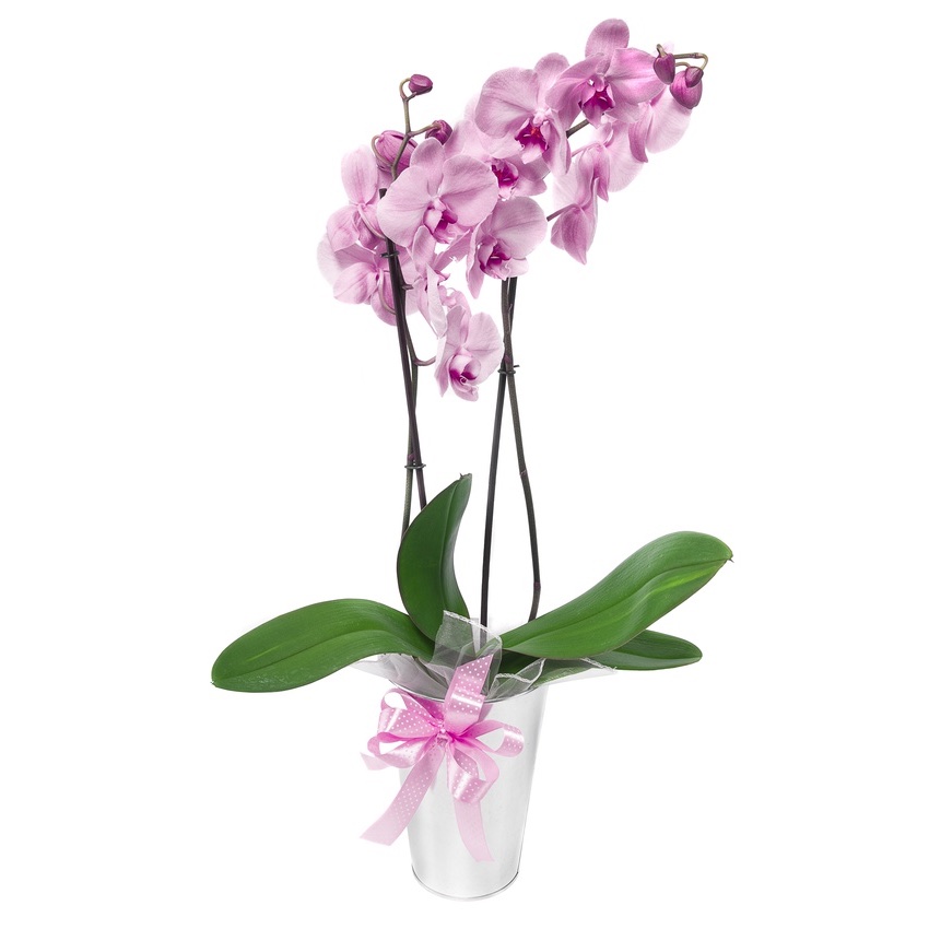 pink orchid phalaenopsis
