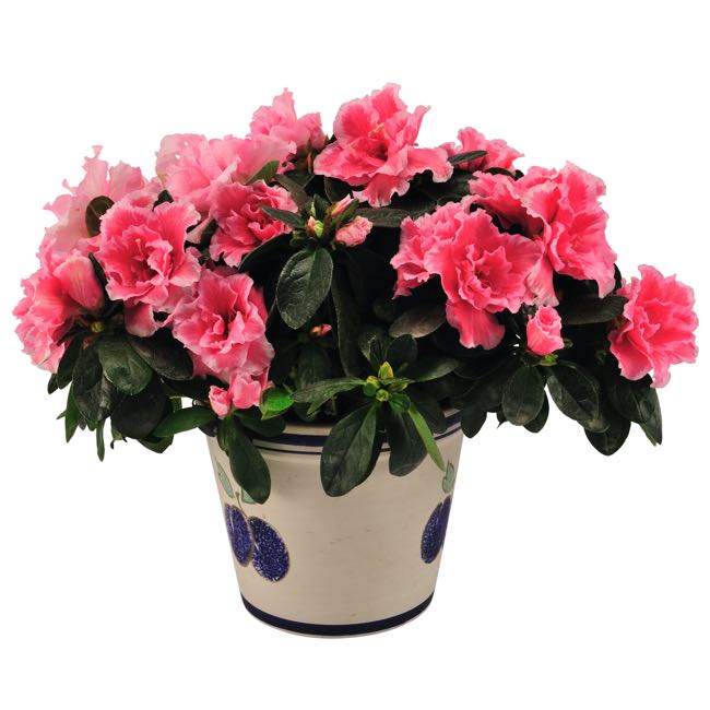 azalea plant: send and deliver Flowering Plants to Bangladesh
