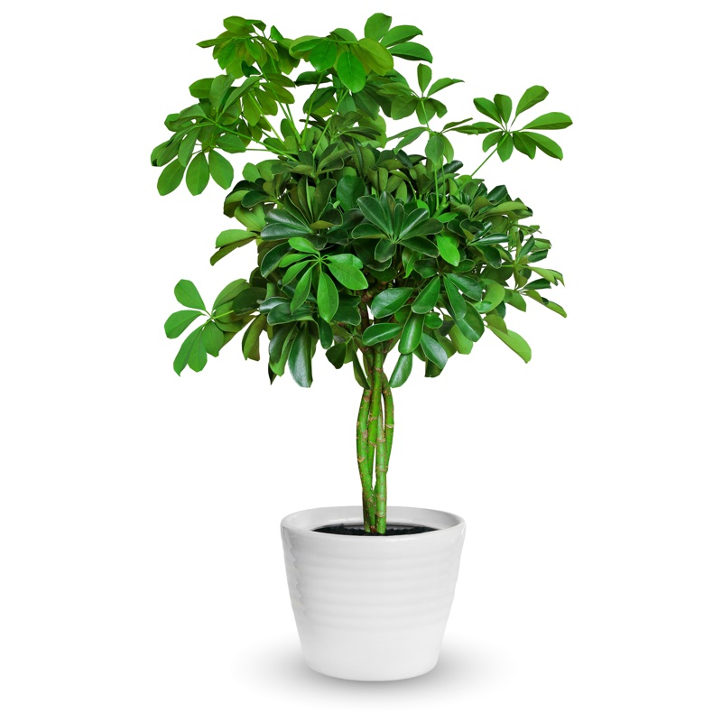 pianta verde schefflera