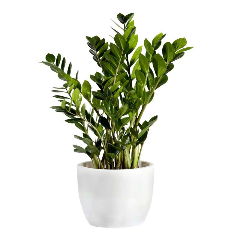 planta verde zamioculcas