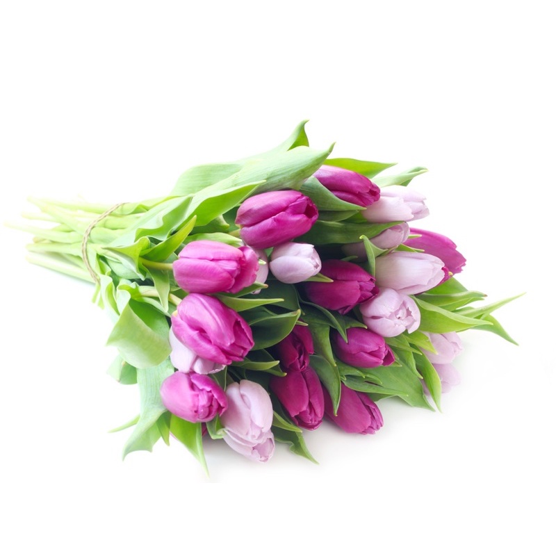 tulipanes rosas y morados