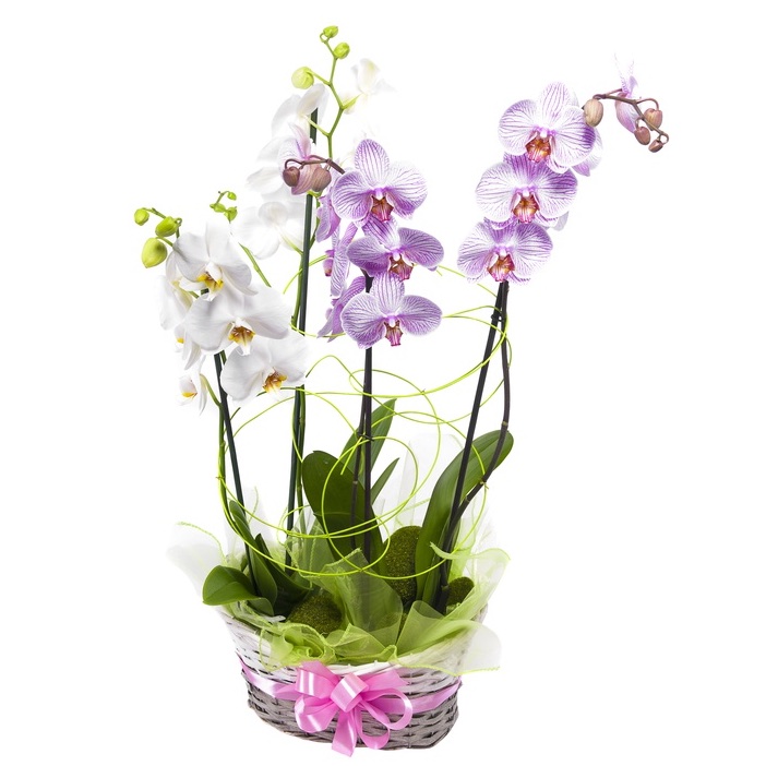 cesto di orchidee: consegna Composizione Floreale a domicilio in Italy